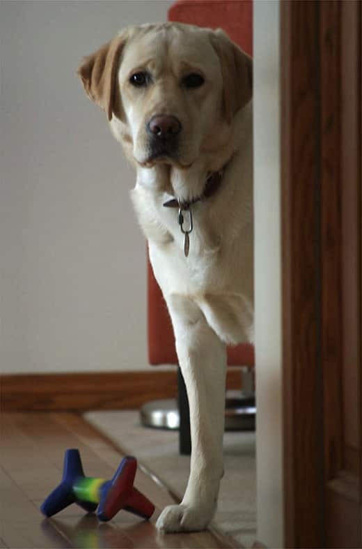 Large yellow lab peaking around corner with toy at his feet.
