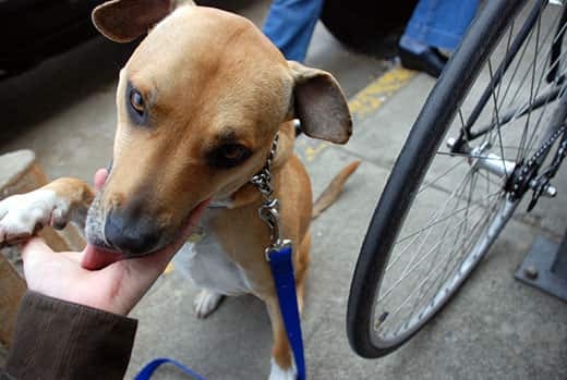 Brown dog licking human hand.