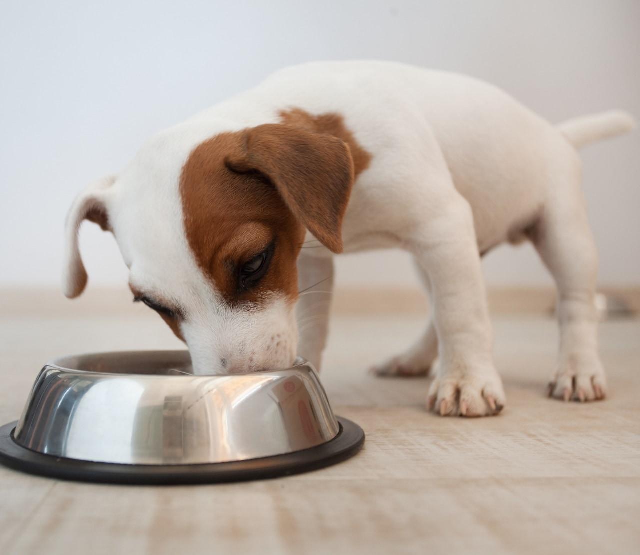 Choosing-Dog-Food-for-Each-Life-Stage