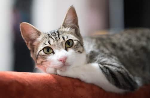 cat-lying-on-arm-of-couch-SW отпусната котка на гърба на дивана