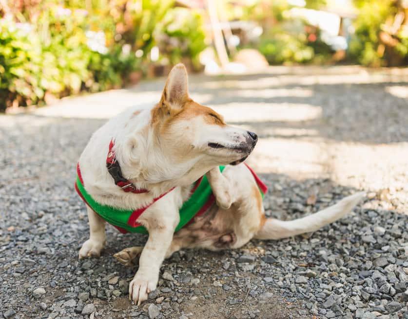 Корги в зелен пуловер чеше ухото си.