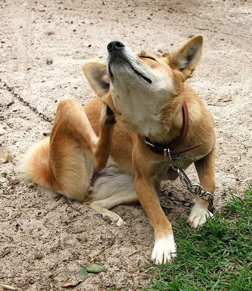 Оранжево куче на каишка седи и се чеше навън.