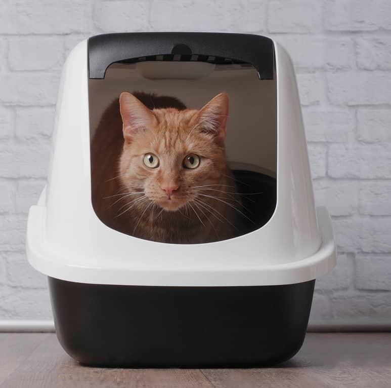 Бяла котка със син нашийник се прозява.