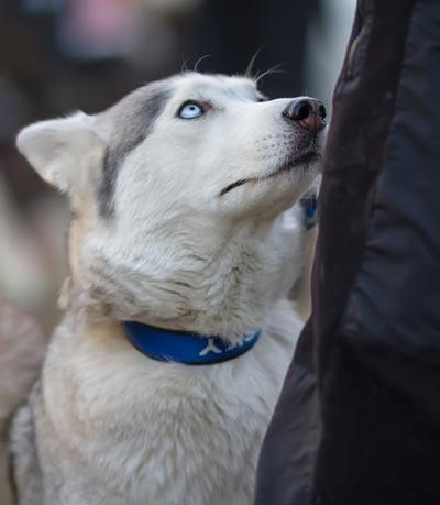 Siberian Husky Dog Looking at His Owner. H Husky with blue eyes and blue collar staring up at owner.