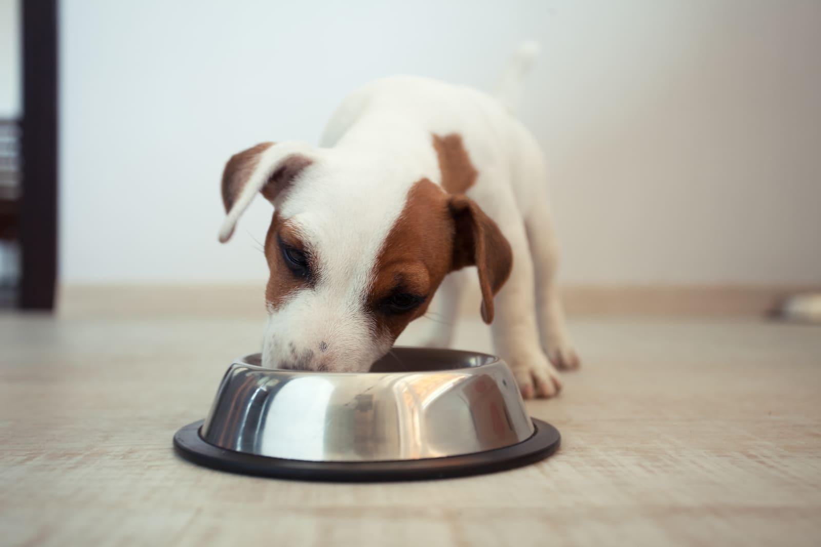 Jack Russell terrier puppy eating food out of a dog bowl.