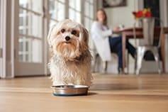 Dog standing over metal food dish in the kitchen