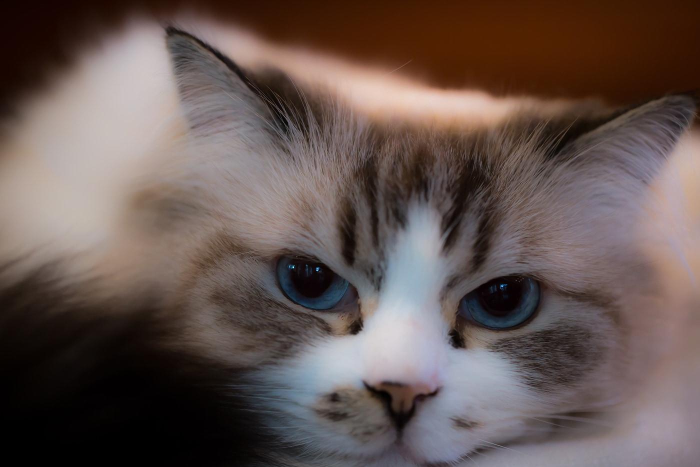 Красива котка от породата рагдол с големи сини очи.