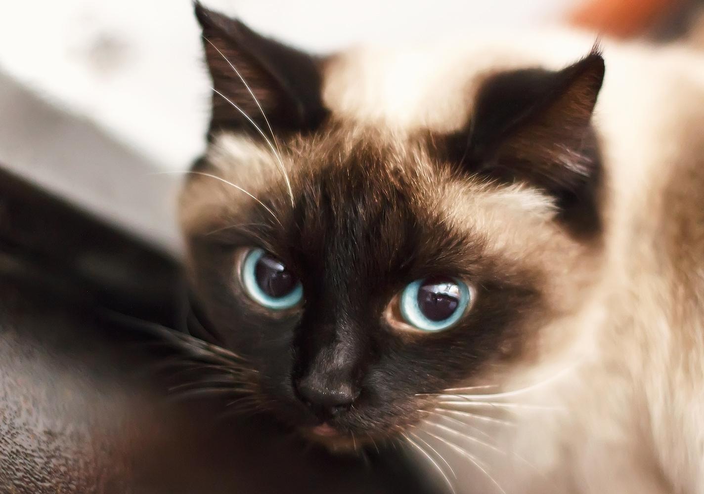 Сиамско коте със сини очи.