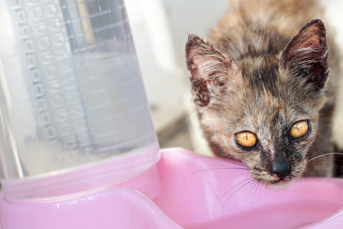 Котка е забелязана да пие от розова купа с вода