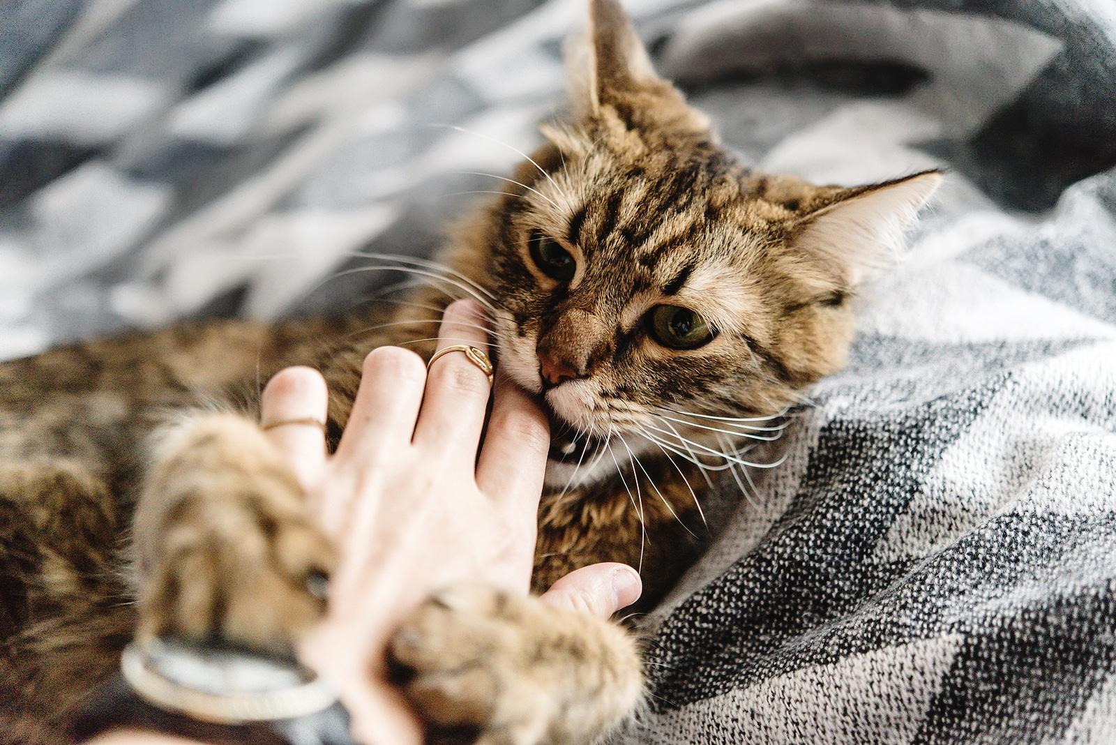 striped-tabby-nibbling-on-owners-finger Раираната котка от породата таби хапе пръста на собственика си