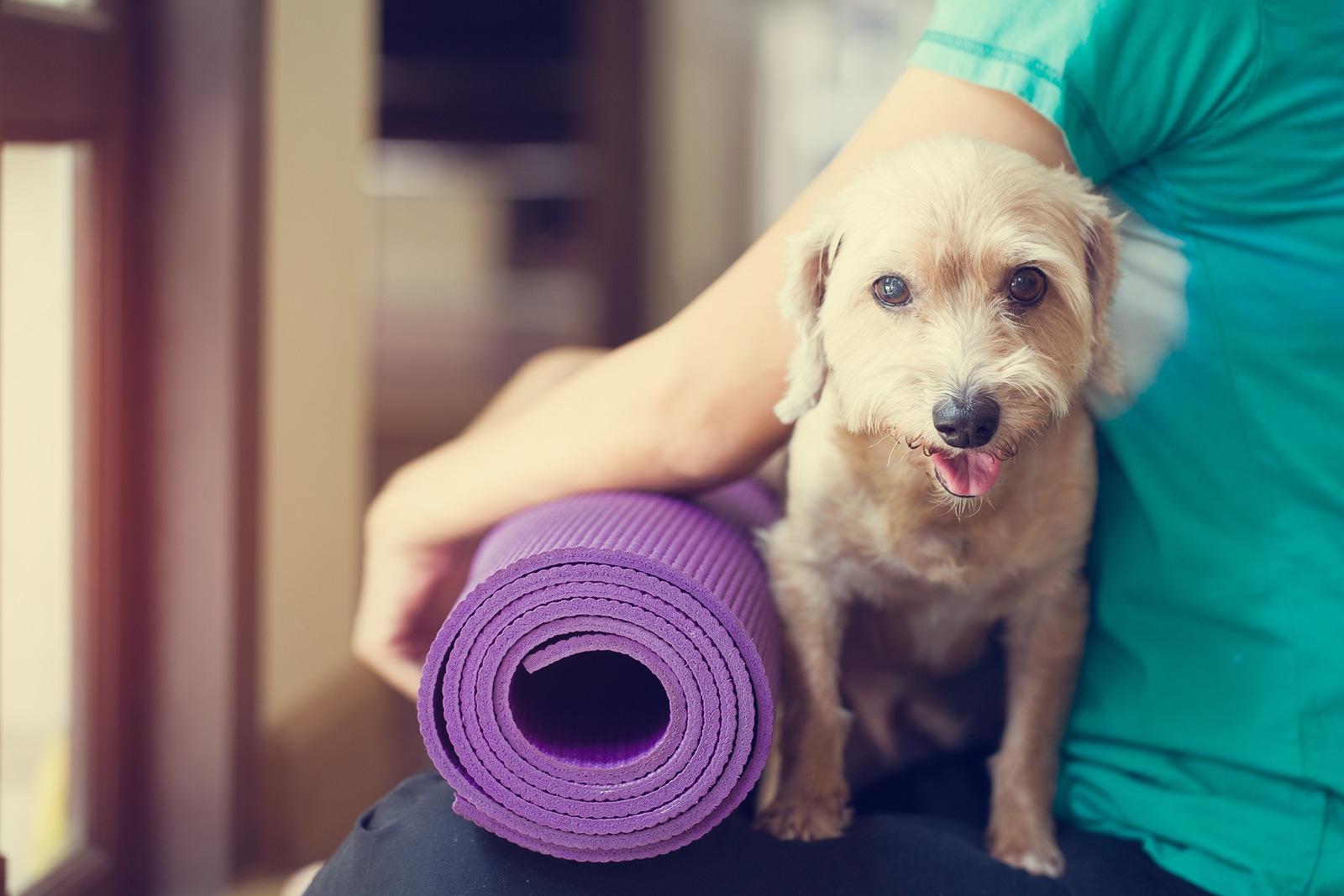 woman-holding-dog-and-yoga-mat Woman holding dog and yoga mat in gym.