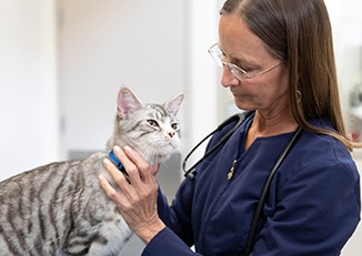 vet examining a grey striped cat