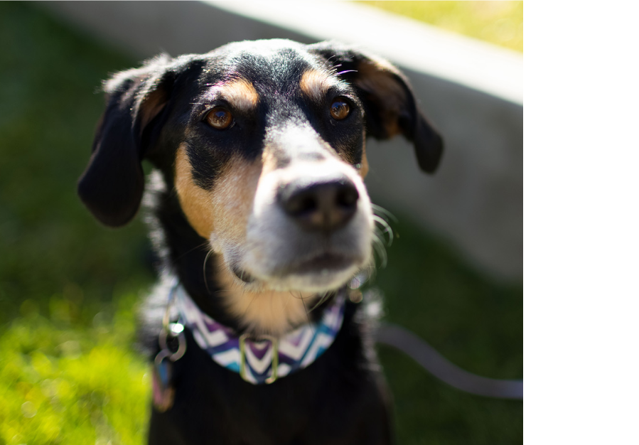 черно домашно куче