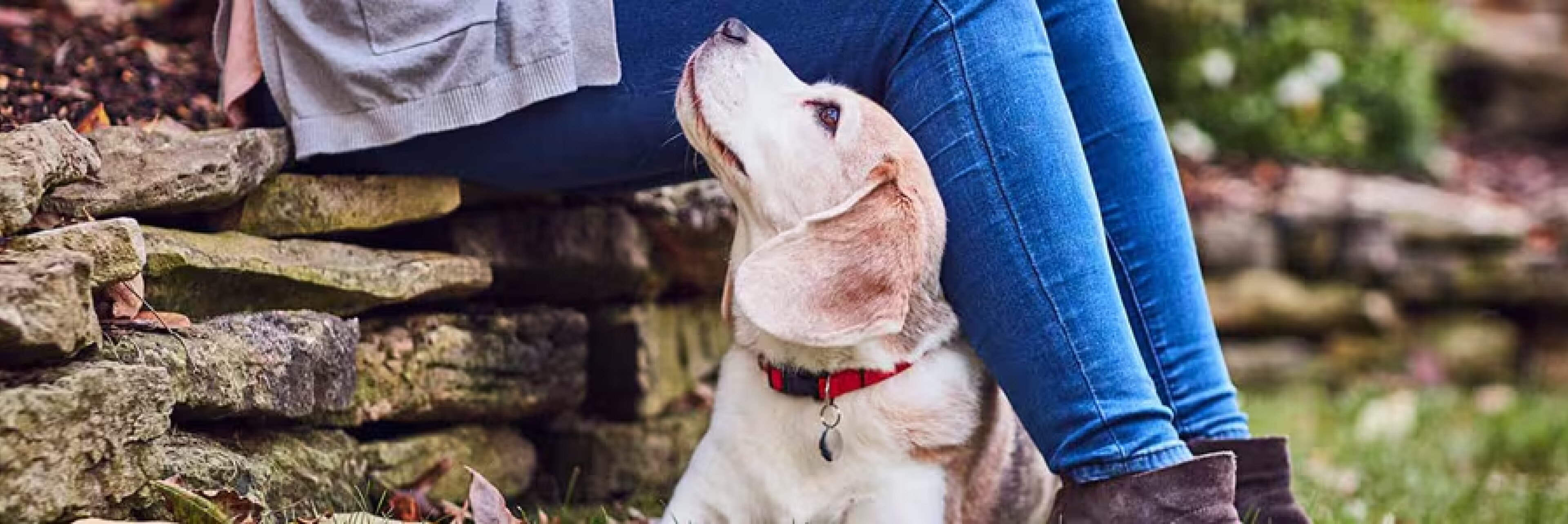 Куче гледа любящо собственика