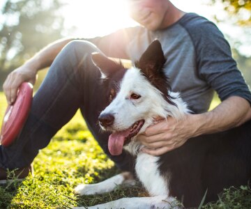 A man sits in the grass with the sun behind him and smiles as he pets his black and white Border Collie. 