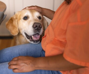 A woman pets a happy golden retriever.