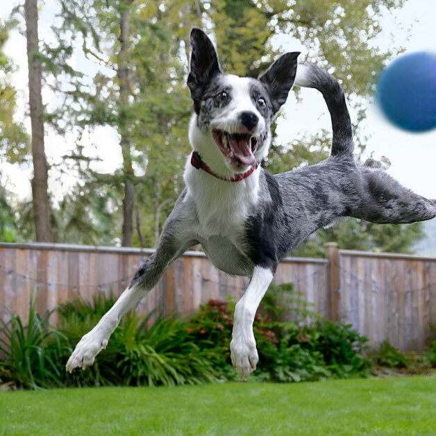 A black and white Border Collie leaps high in the air.