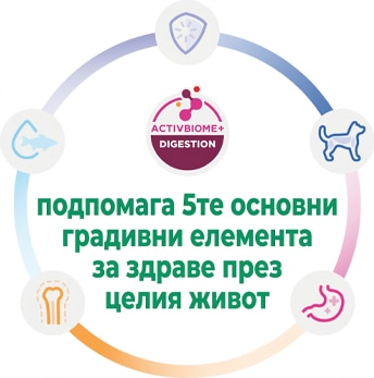 Инфографиката обяснява 5 ключови фактора за здравето на кученцето