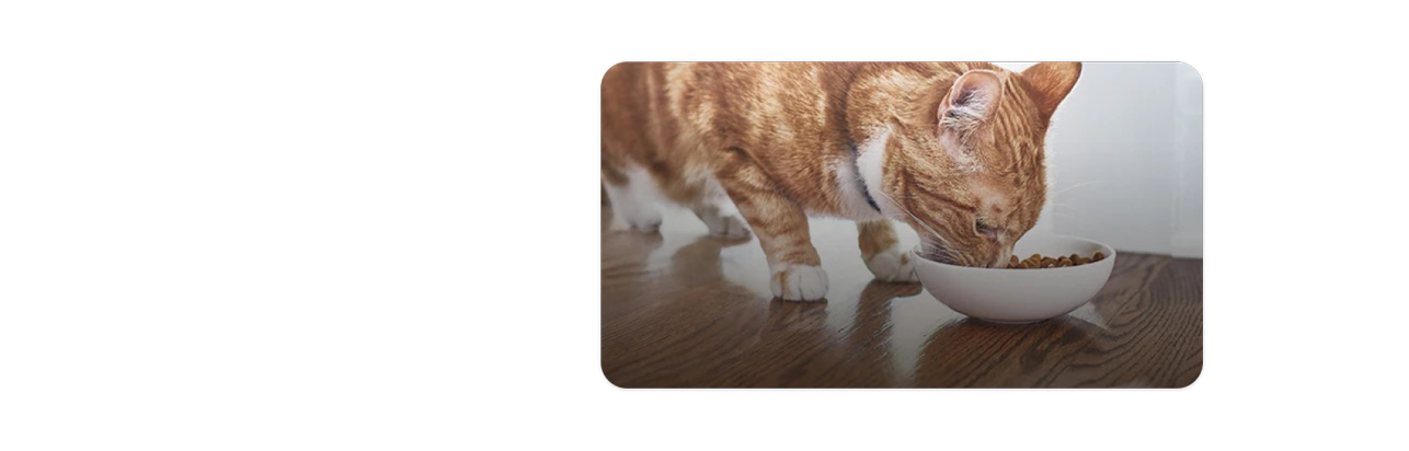 An orange and white kitten  eating cat food