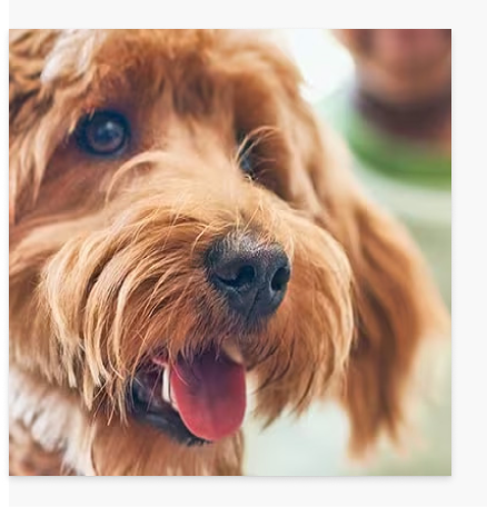  Щастливо куче