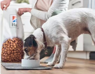 Куче яде храна на Hill's