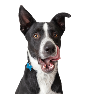 куче облизва устните си