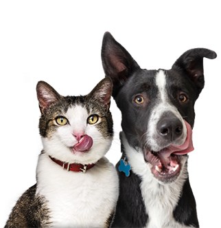 домашни любимци облизват устните му