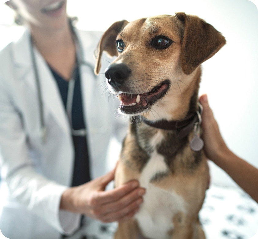 dog being examined by health professional