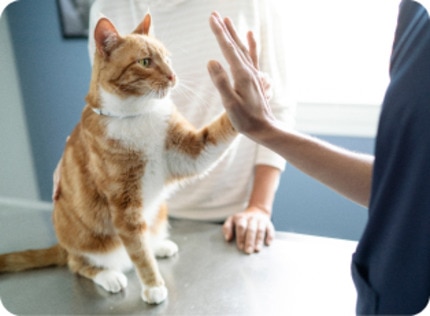 ginger and white cat showing paw high five with vet nurse