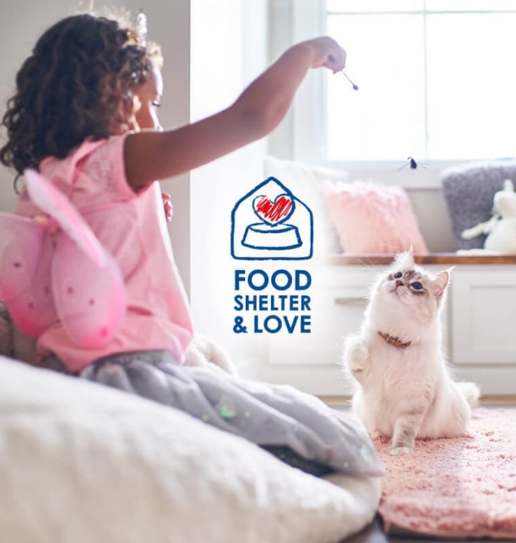 Младо момиче дава лакомства на своята бяла пухкава котка