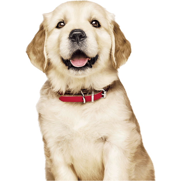 кученце голдън ретривър