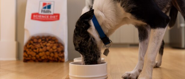 A dog eating Hill's dog food from a bowl