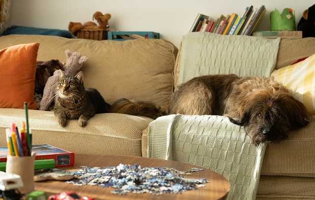 Куче и котка лежащи на диван