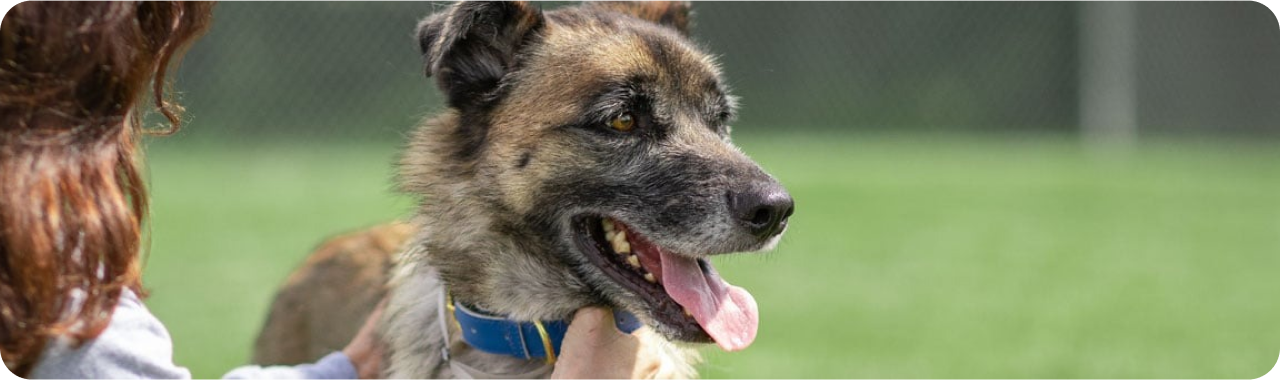 Жена гали куче