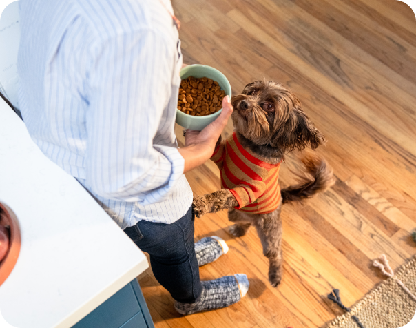 A dog in an orange sweater standing on its hind legs against its owner, who is holding a bowl of dog food