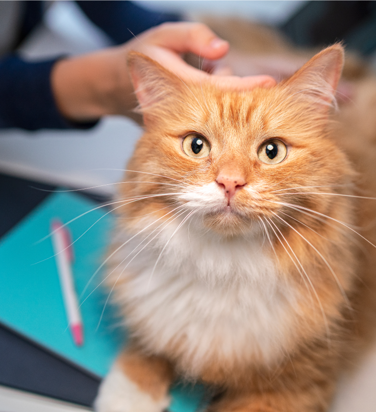 кафява котка гледа нагоре